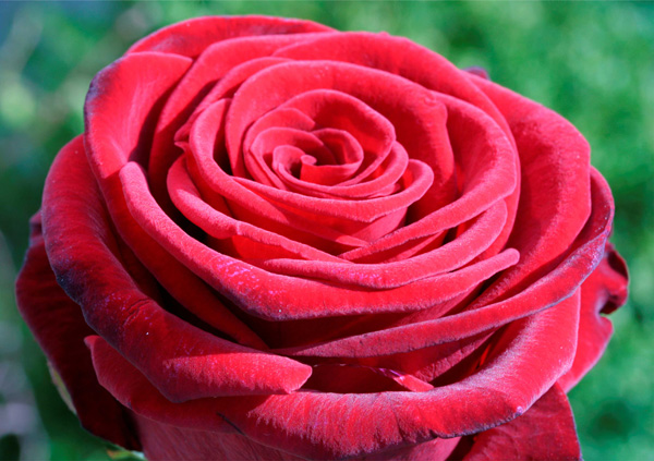 Rote Rose, samtiger Schimmer