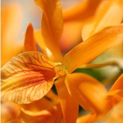 Orchideenblühte in orange, Nahaufnahme