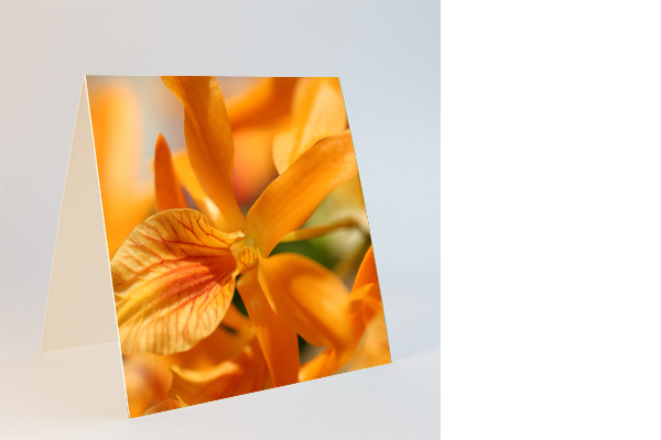Orchideenblühte in orange, Nahaufnahme
