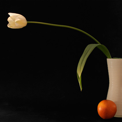 Tulpe mit Orange