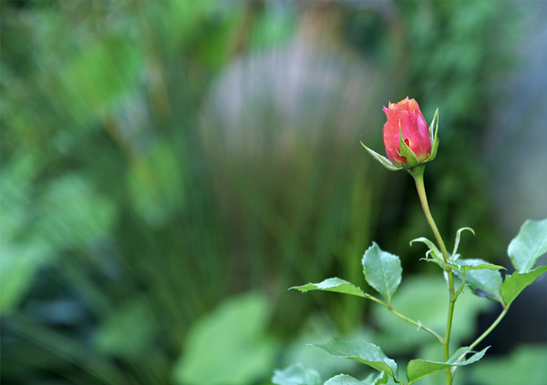 Wilde, kleine Rose am Teich