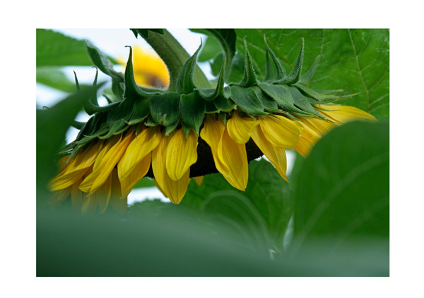 Gebeugte Sonnenblume im Feld