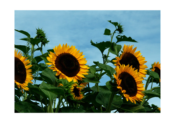 Sonnenblumengruppe am Sonnenbaden