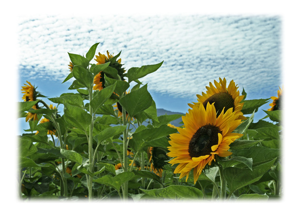 Sonnenblumen-Freunde im Feld