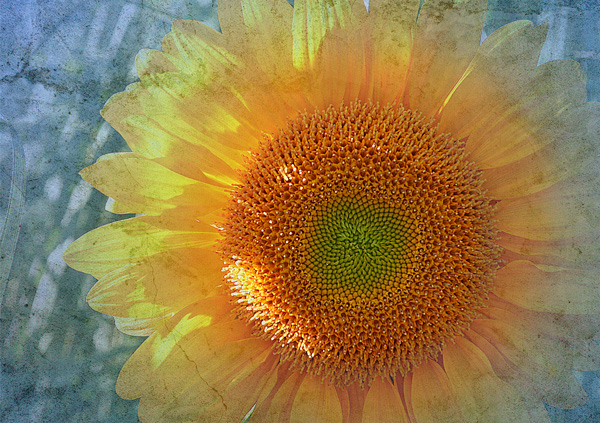 Das strahlende Auge einer Sonnenblume