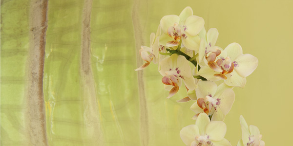 hellgrüne Orchidee