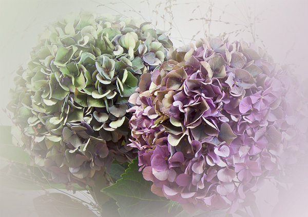 Hortensien in zwei Farben