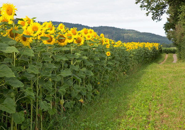 Sonnenblumenfeld in Risch-Rotkreuz