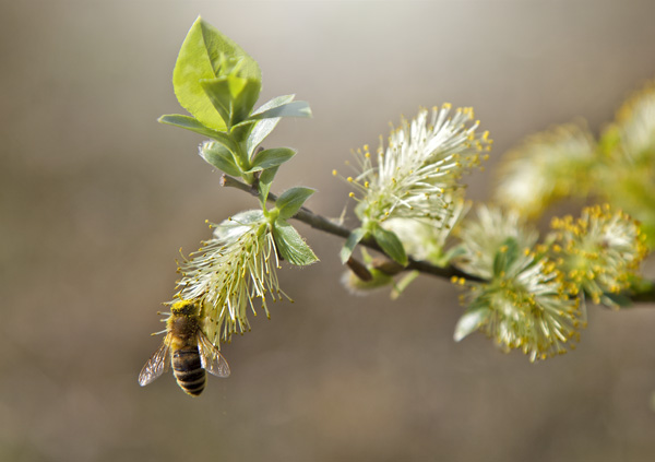Fleissige Biene mit Zweig
