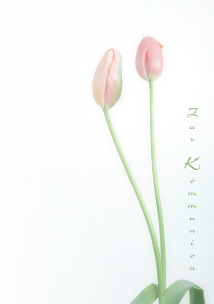 Zwei Rosa Tulpen aufrecht, Text "Zur Kommunion"