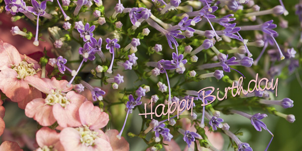 Feine Blüten rosa und lila, Text "Happy Birthday"