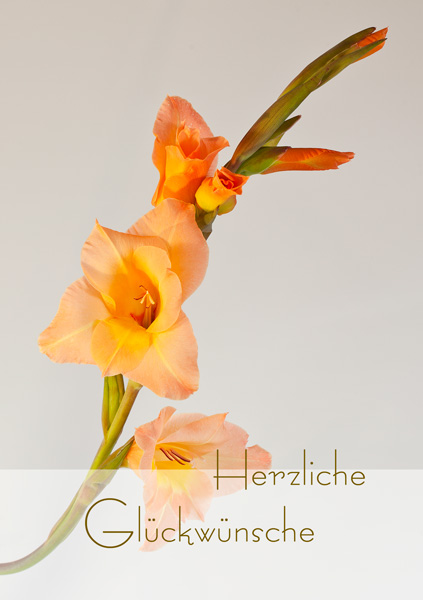 Orange Gladiole mit Text "Herzliche Glückwünsche"