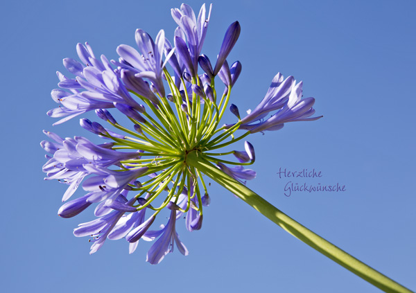 Violette Blüte mit Text "Herzliche Glückwünsche"