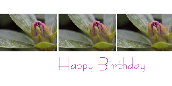 Blütenknospen mit Text "Happy Birthday"