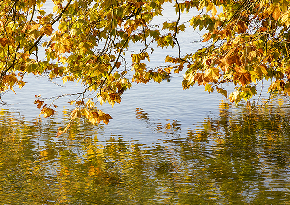 HR 101 Goldenes Herbstlaub von Ahornbaum spiegelt sich im Wasser