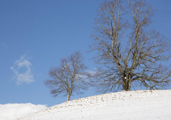 Bäume auf dem Zugerberg im Winter