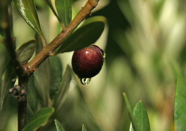 Olivenzweig mit Olive