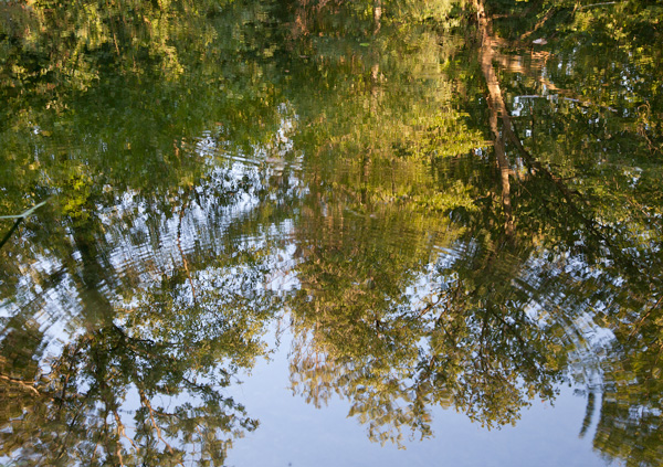 Spiegelung von Bäumen im Baggerweiher in Hünenberg