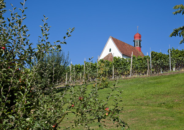Weinrebenkapelle von unten, Apfelbaum im Vordergrund