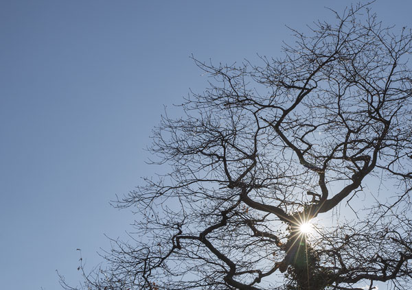 Charaktervoller Baum mit Sonnenstrahlen